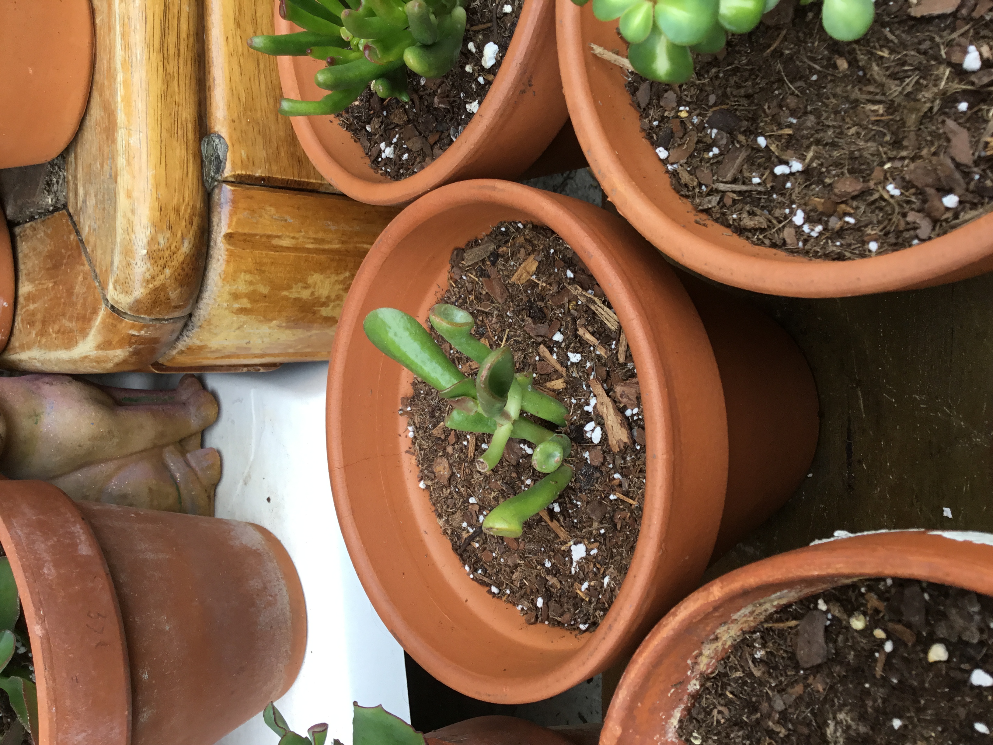 Crassula ovata Hobbit (Hobbit Jade).jpg